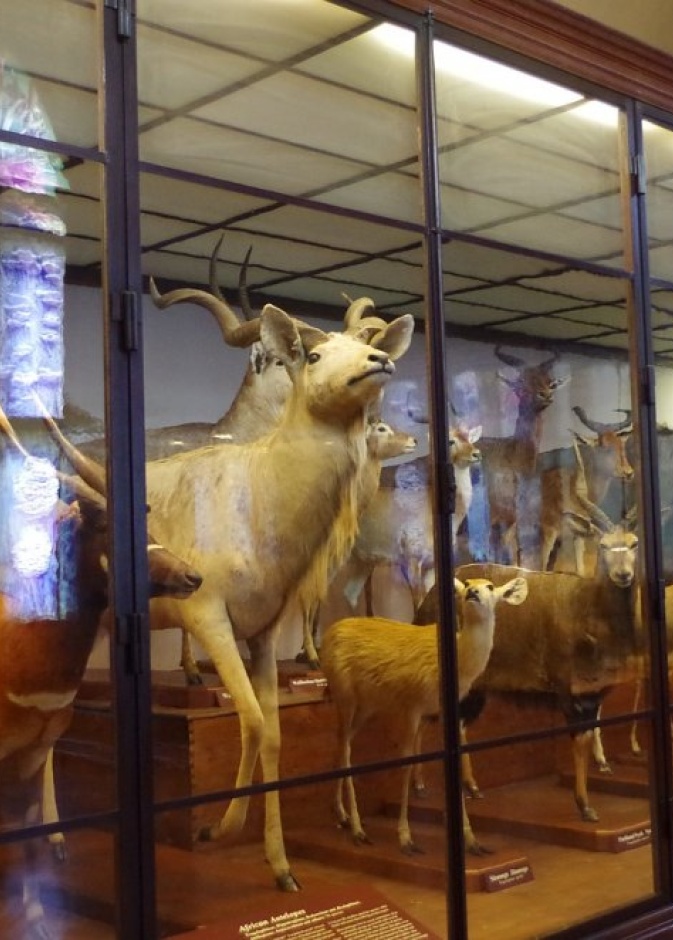 متحف التاريخ الطبيعي بواسطة Ajale