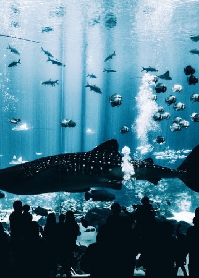  جورجيا أكواريوم Georgia Aquarium، جورجيا بواسطة Matt Helbig