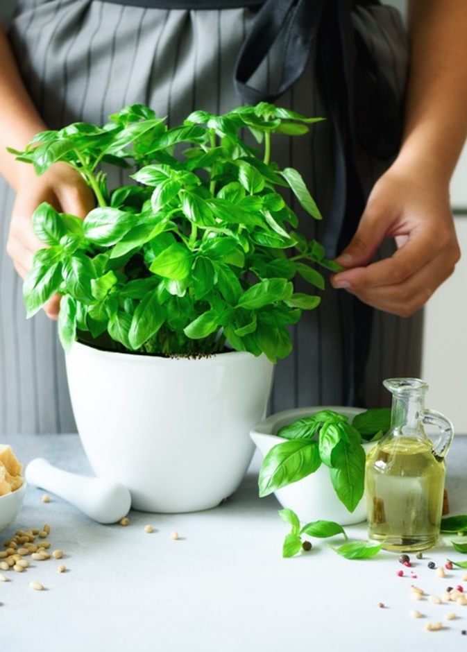 ما هو الحبق وماهي فوائده