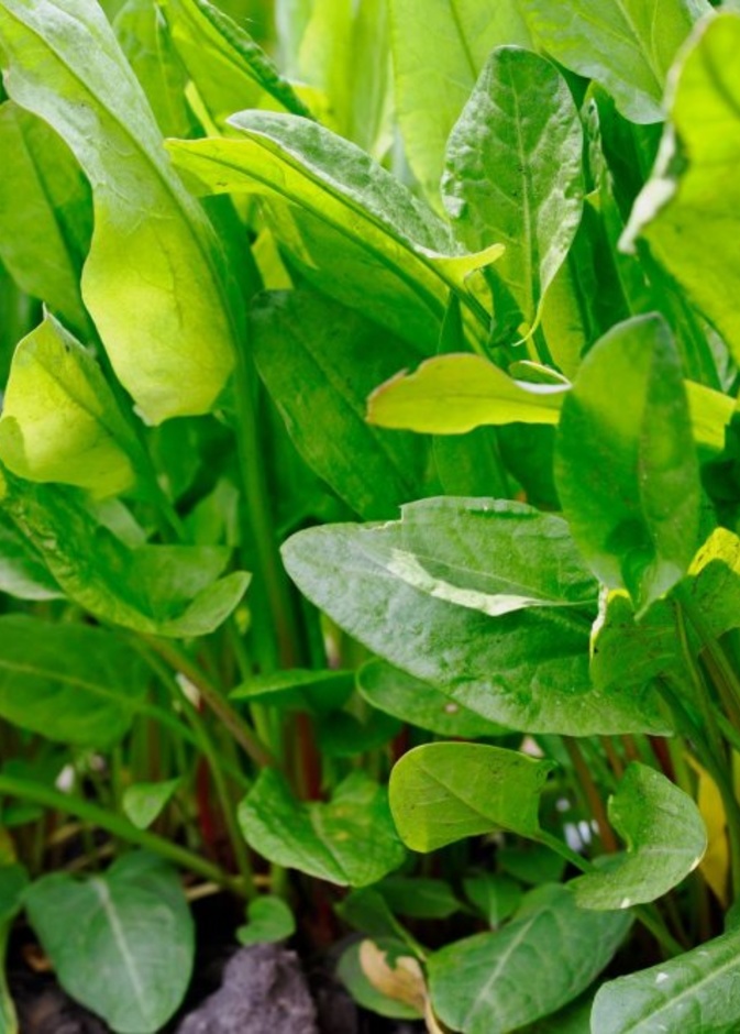 فوائد الحميض الصحية