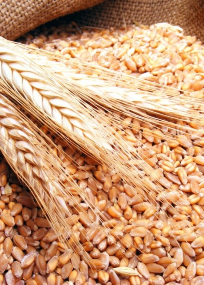  فوائد جنين القمح الصحية