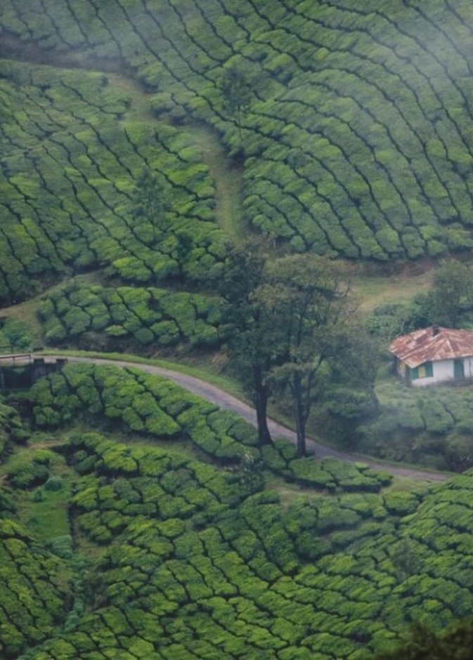  مونار Munnar، ولاية كيرالا بواسطة Dream Holidays