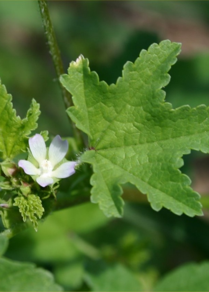 تمتاز الخبيزة بفوائد صحية عديدة