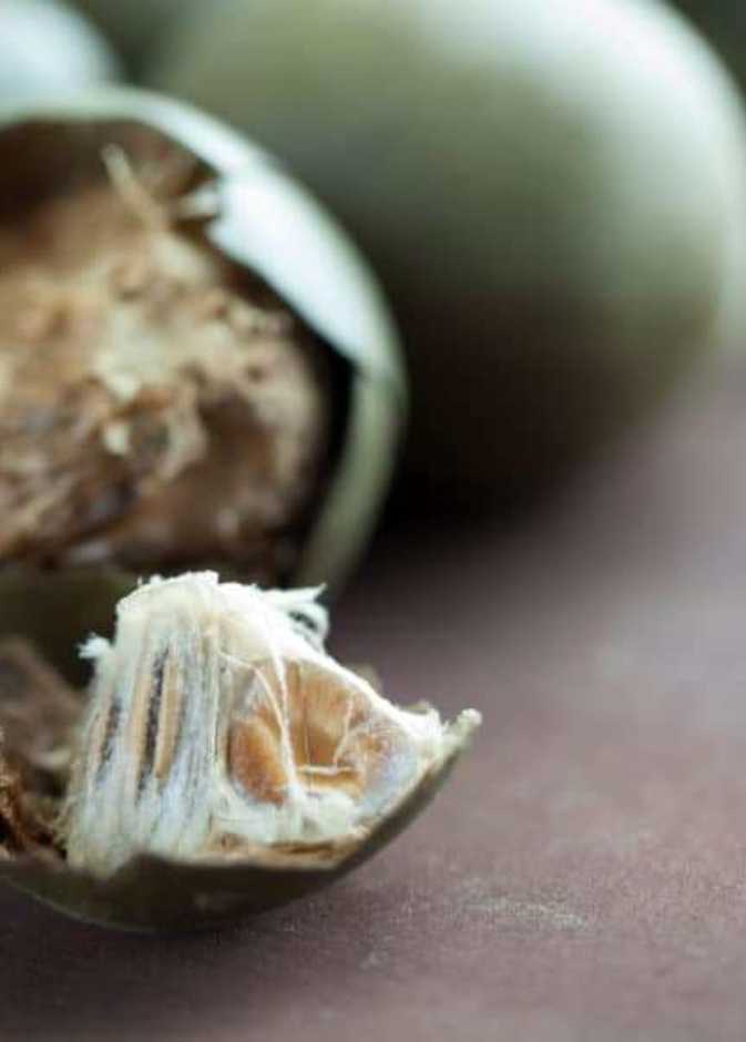  فوائد فاكهة الراهب الصحية