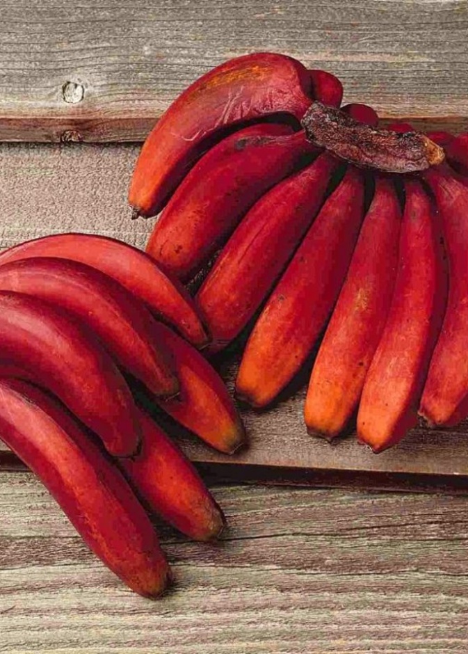 فوائد الموز الأحمر الصحية
