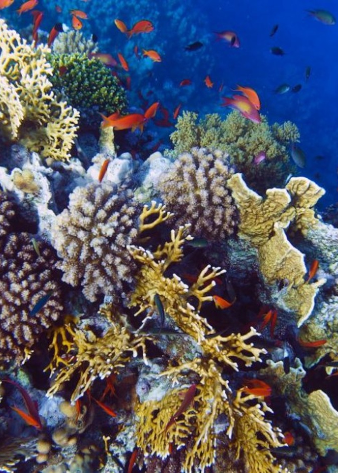 الشعاب المرجانية في أملج