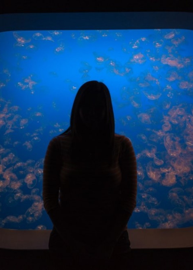 أكواريوم خليج مونتيري Monterey Bay Aquarium (1,2 مليون جالون) بواسطة Michal Pechardo