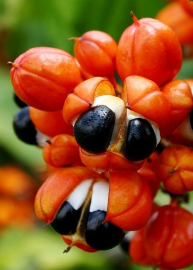  فوائد نبات الجوارانا الصحية