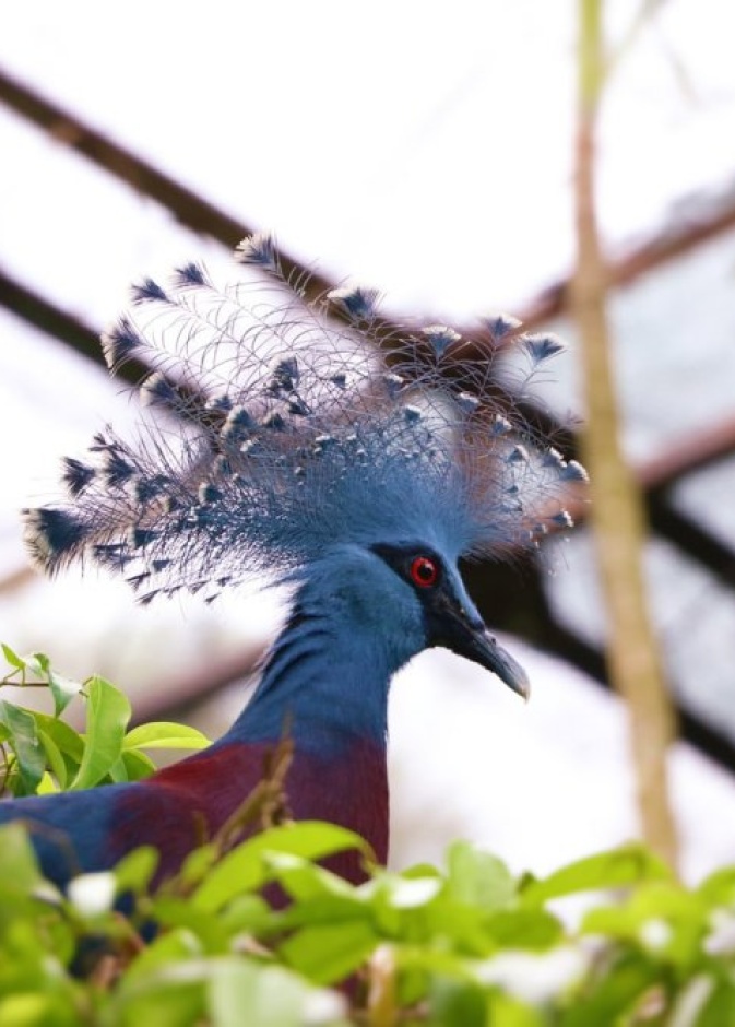  غينيا الجديدة New Guinea، بواسطة Martin Kopsy