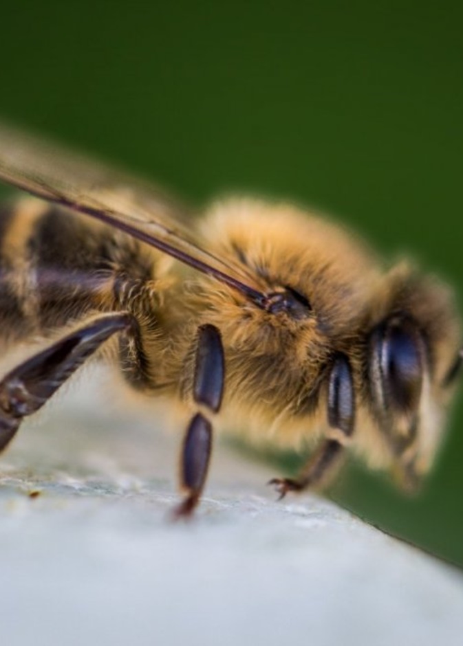 سم النحل وتأثيره على سرطان الثدي