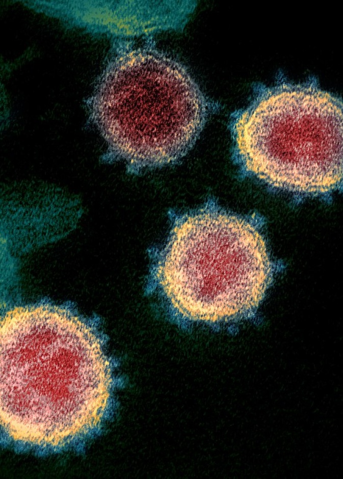 فيروس كورونا 