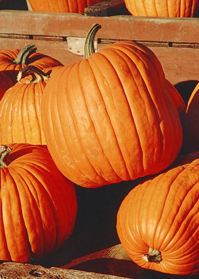 فوائد اليقطين لموسم الخريف