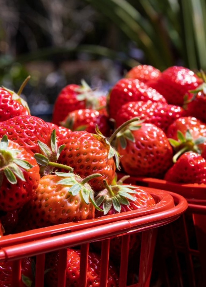 فوائد الفراولة وأضرارها لمرضى السكري