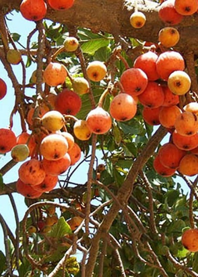 ماهي فاكهة الجميز وما فوائدها الصحية