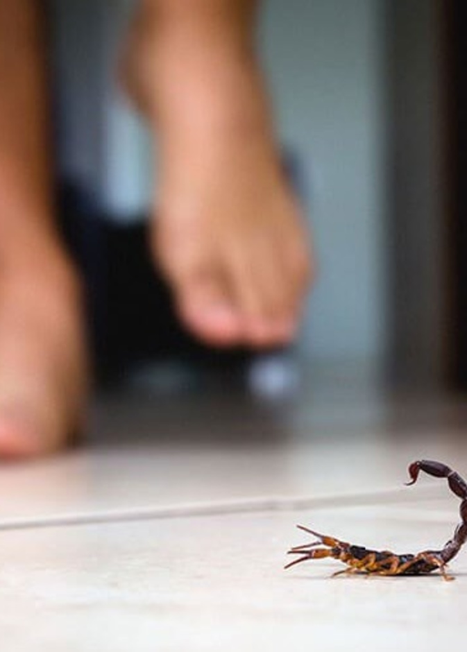  ماهي الاسعافات الاولية للدغة العقرب