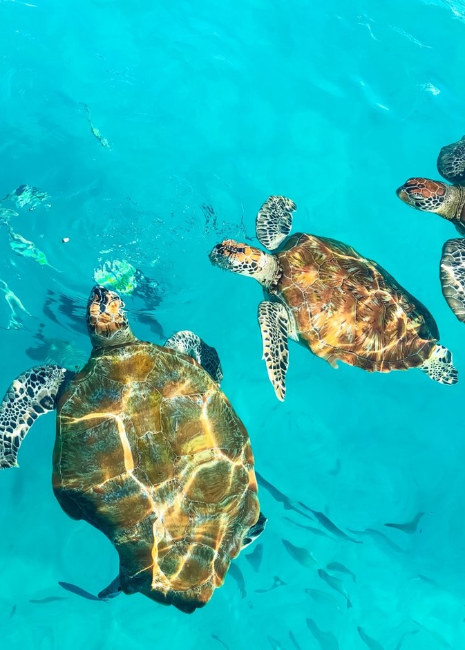 الحياة البحرية في جزيرة بايار بواسطة Nazarizal Mohammad