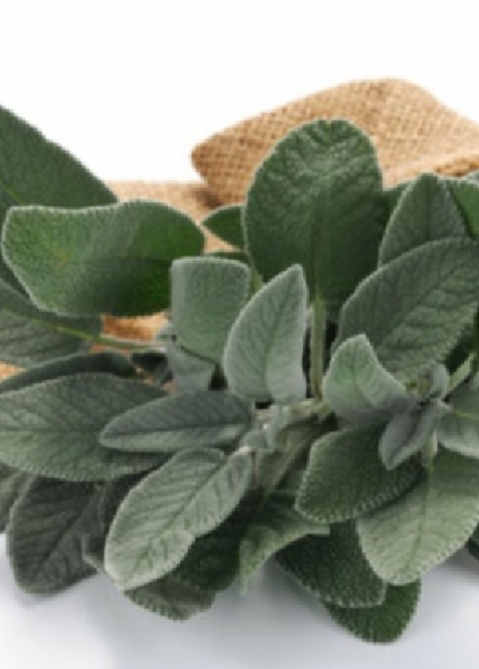 فوائد الميرمية للقولون العصبي وطريقة استخدامها