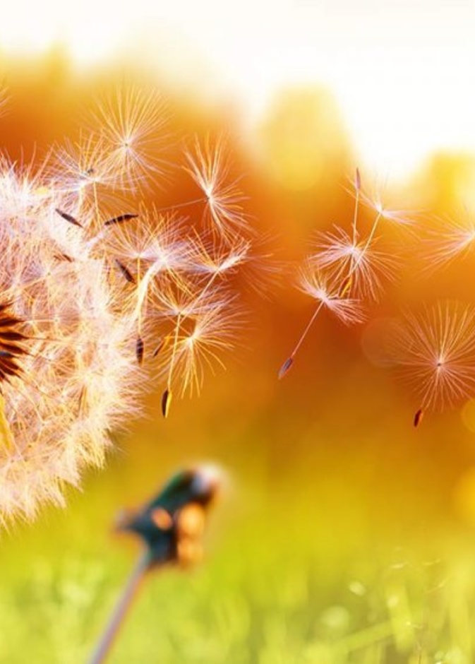 حبوب اللقاح وتأثيرها على الإصابة بكورونا