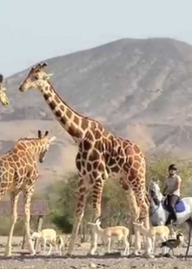 جزيرة صير بني ياس.. الوجهة الطبيعية الأمثل لمحبي الاستجمام في أبوظبي