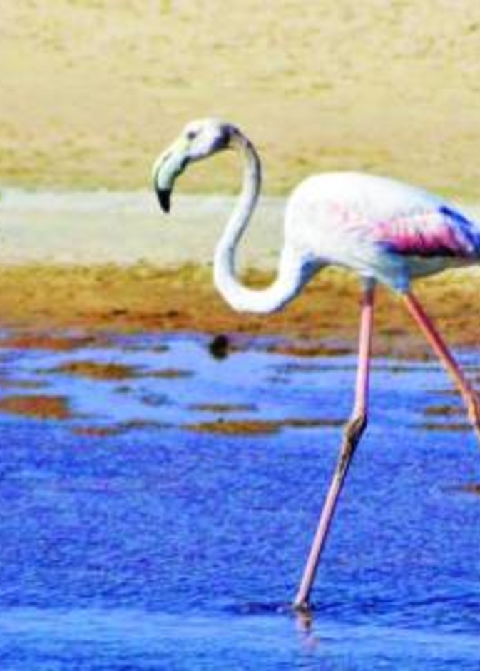 الصورة من (واس)