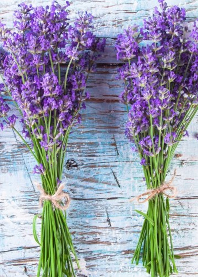 فوائد الخزامى الصحية