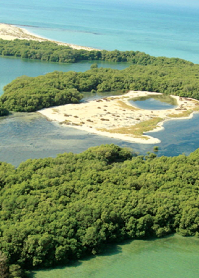 أنواع نادرة من الطيور تتواجد في جزيرة بوطينة