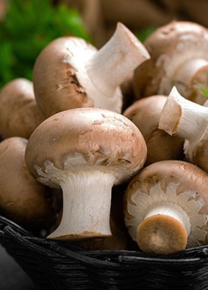  أنواع الفطر وفوائده الصحية