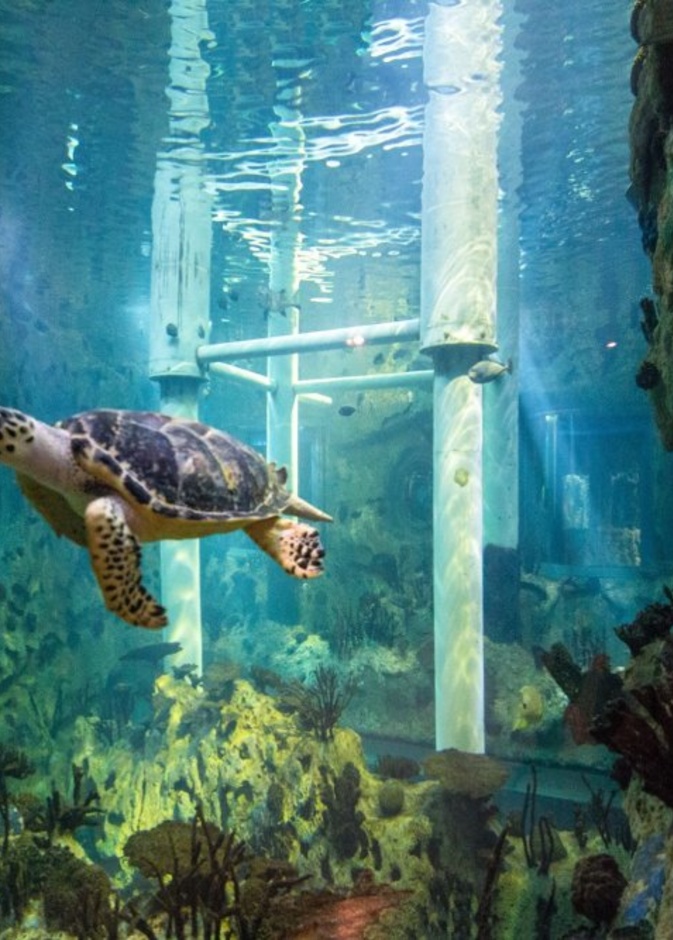 منتزه خليفة ابوظبي متنفس خلاب لسكان الإمارة