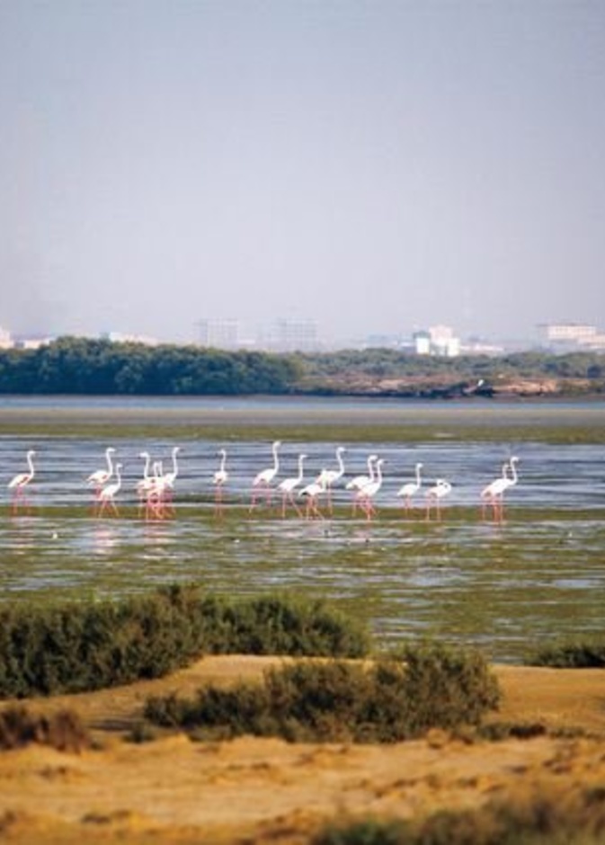 العديد من الحيوانات النادرة على جزيرة السينية