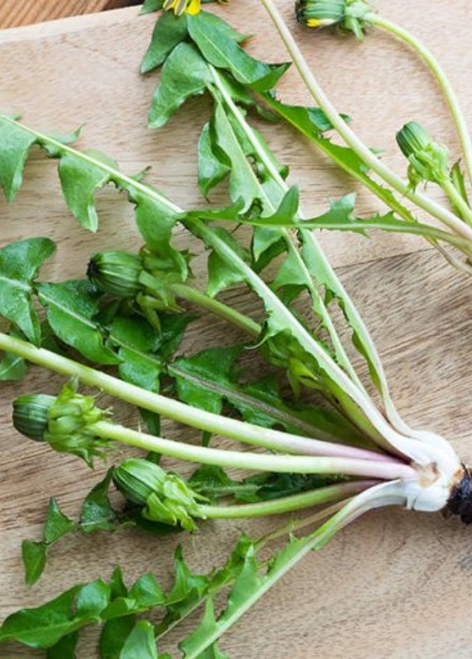  فوائد الهندباء لمرضى الكلى وطريقة استخدامها