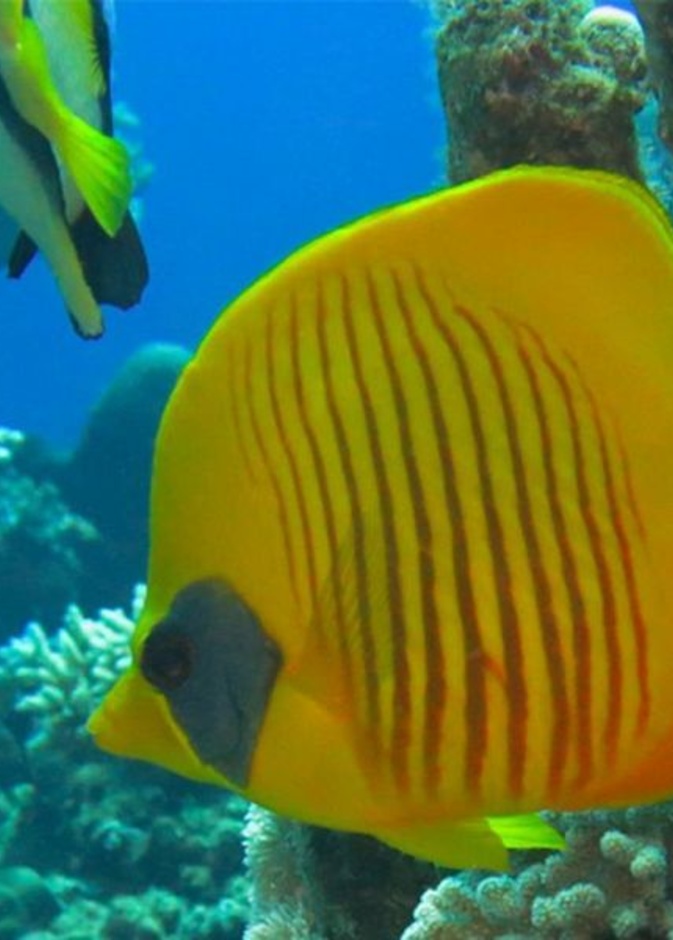 مناظر ساحرة في محافظة "حقل" -الصورة من وكالة الأنباء السعودية-