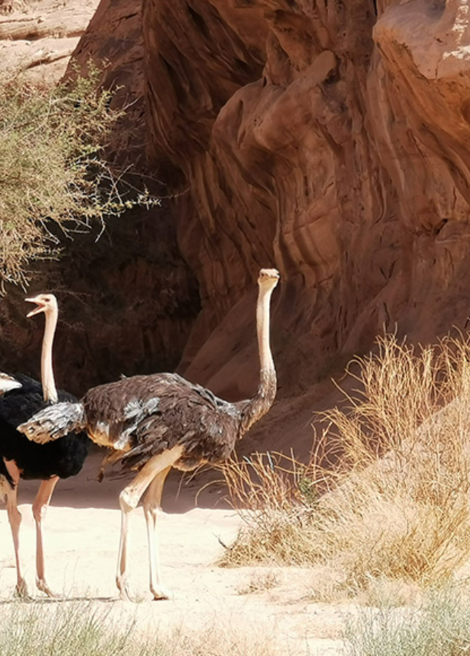 محمية شرعان الطبيعية بالعلا وجهة ساحرة - المصدر استكشف العلا