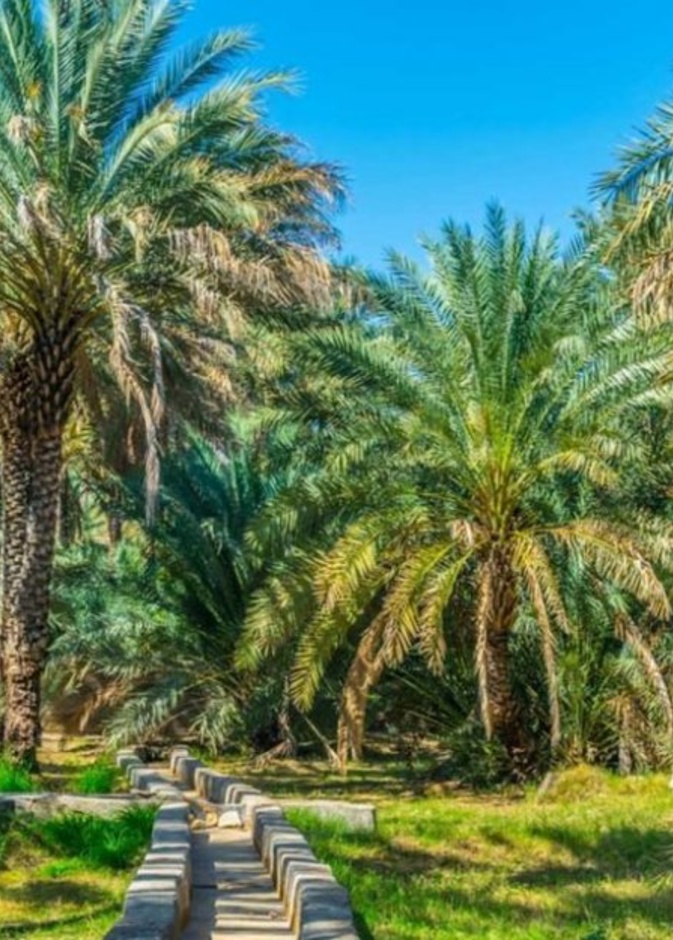 زيارة واحة العين تعد أحد أفضل التجارب السياحية بالإمارات