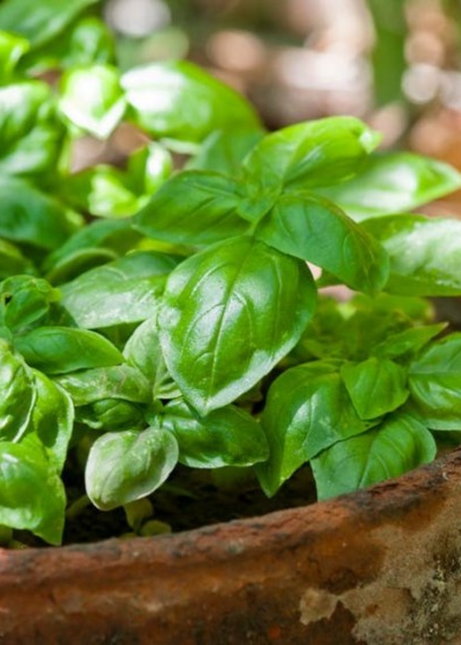 فوائد الريحان الصحية