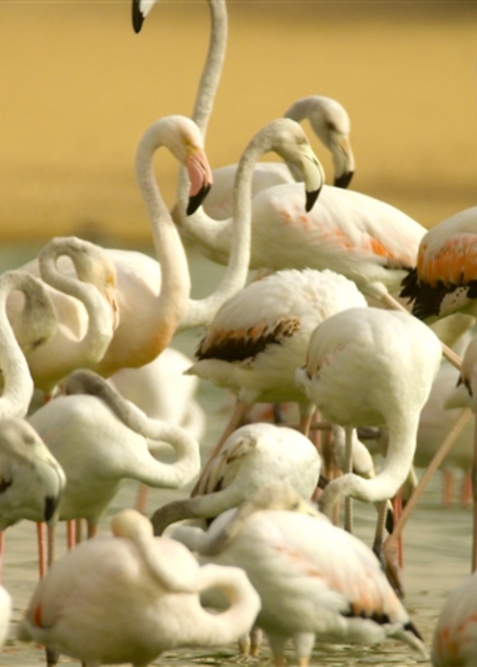 المها يجوب محمية المرموم في لقطة ساحرة -  وزارة البيئة الإماراتية