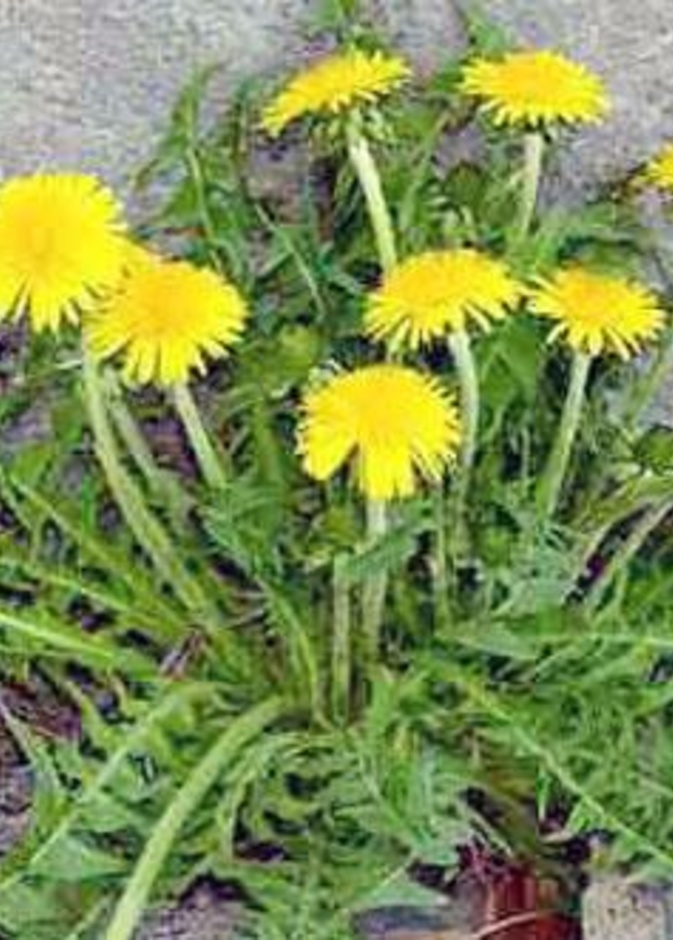 فوائد الهندباء البرية لمحاربة التوتر والقلق وتحسين المناعة