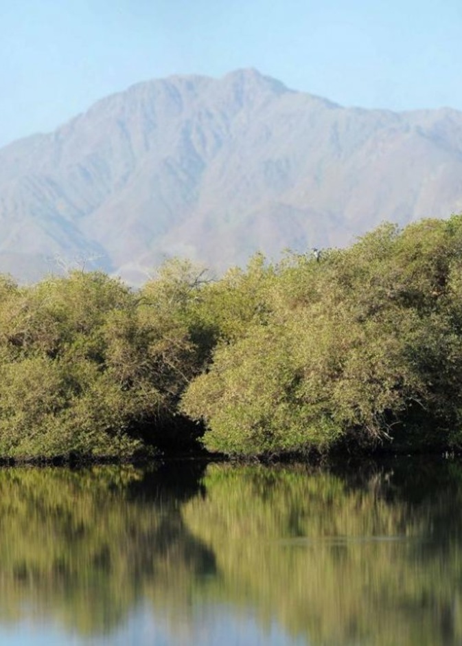 محمية أشجار القرم تتميز بطبيعتها الغناء - المصدر هيئة البيئة والمحميات الطبيعية 