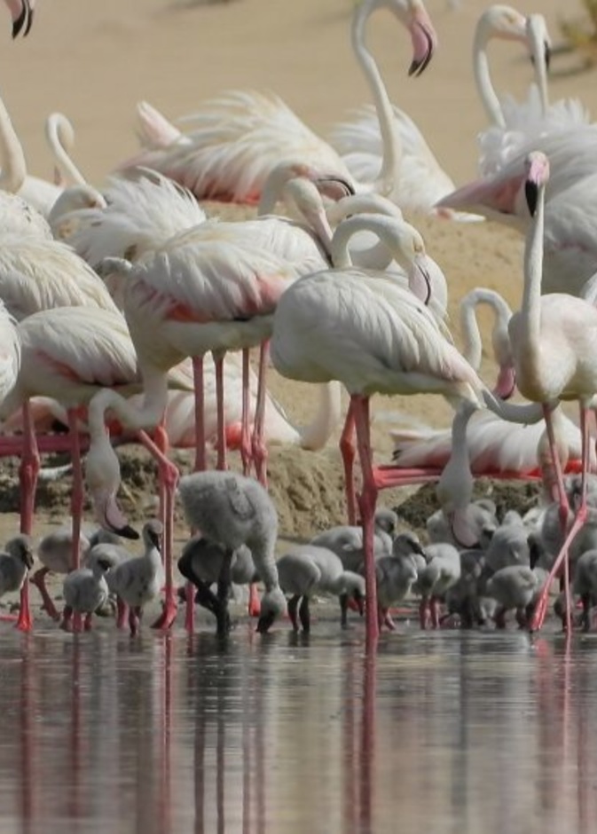 محمية الوثبة الطبيعية.. وجهة ساحرة لعشاق الطبيعة بالإمارات - المصدر وكالة أنباء الإمارات 