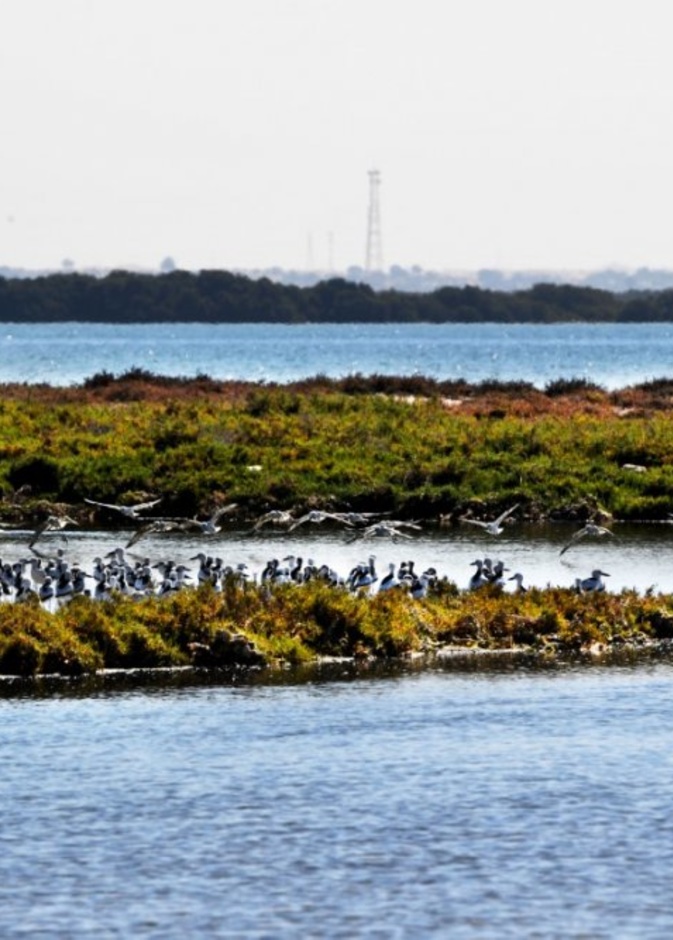 خور أم القيوين طبيعة خلابة تأسر قلوب الزائرين  - المصدر وكالة أنباء الإمارات 