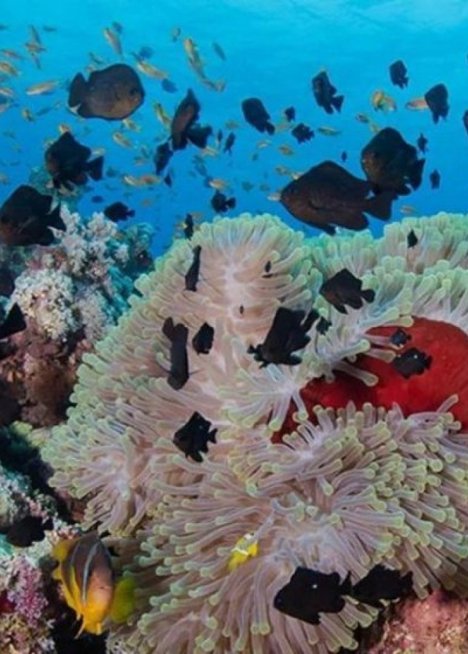 العديد من الأنشطة الممتعة بإنتظار الزوار في جزيرة البريدي - المصدر وكالة أنباء السعودية