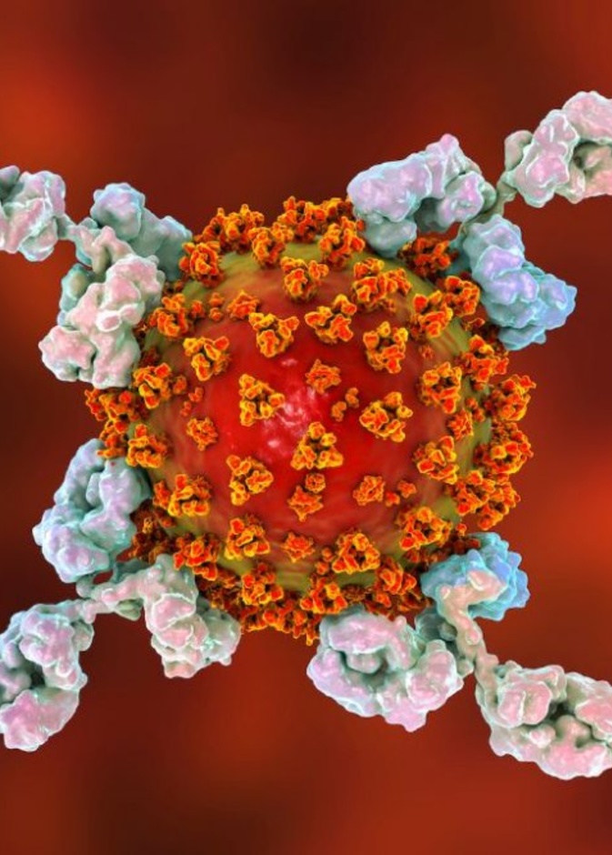 ماهي الاجسام المضادة وماهي وظيفتها وما هي علاقتها بكورونا