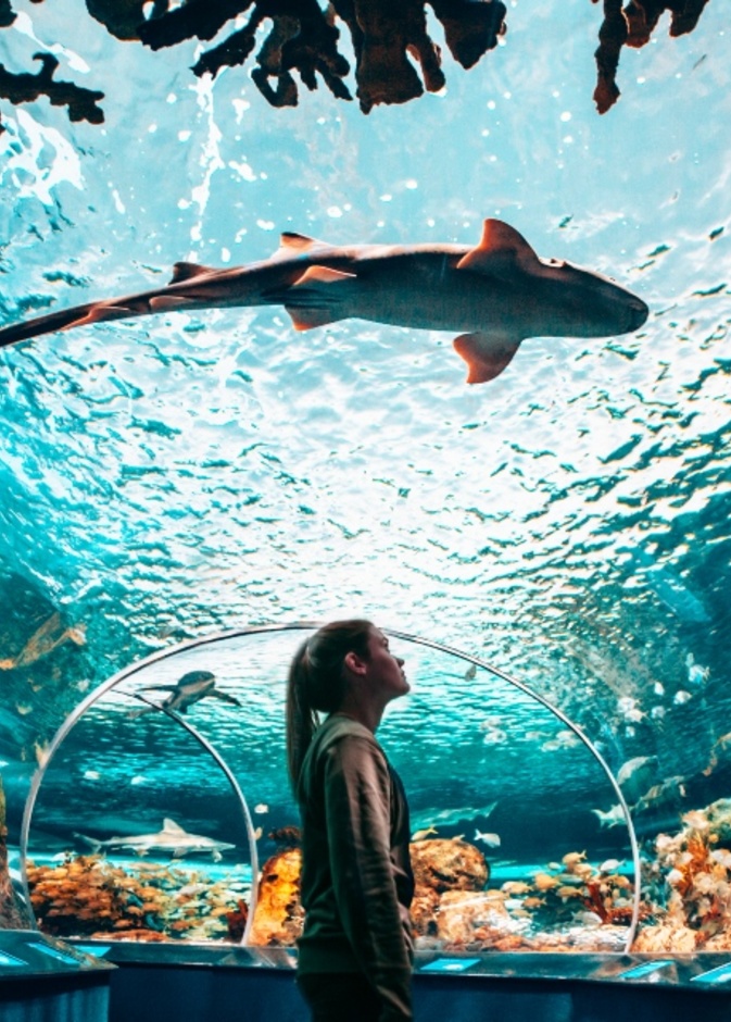 السياحة في تورنتو أكواريوم ريبلي بكندا Ripley's Aquarium of Canada