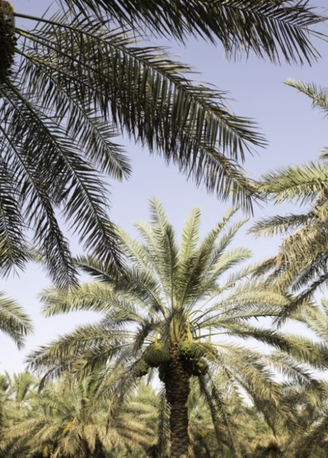 قيلولة تحت ظل النخيل في واحد الأحساء الوجهة الرائعة للاستجمام