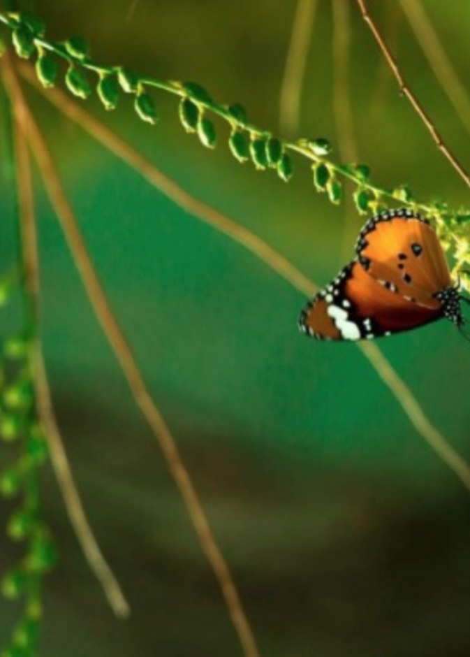 سحر الطبيعة الخلابة في محمية وادي الحلو