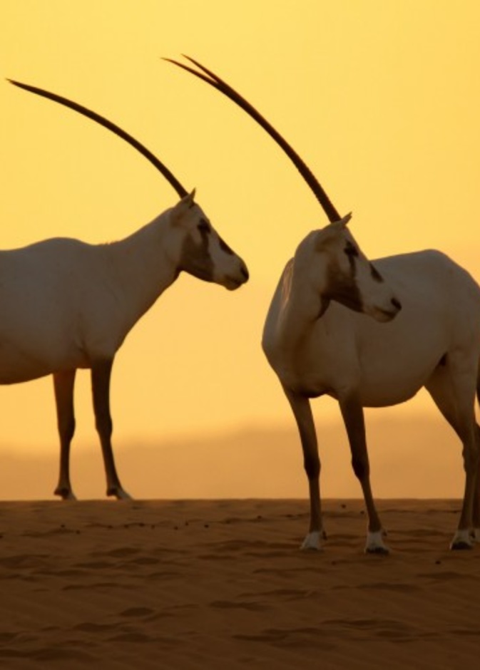 طبيعة خلابة في محمية دبي الصحراوية - المصدر وكالة أنباء الإمارات 