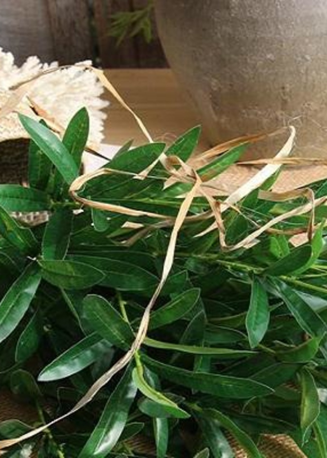  فوائد أوراق الزيتون الصحية