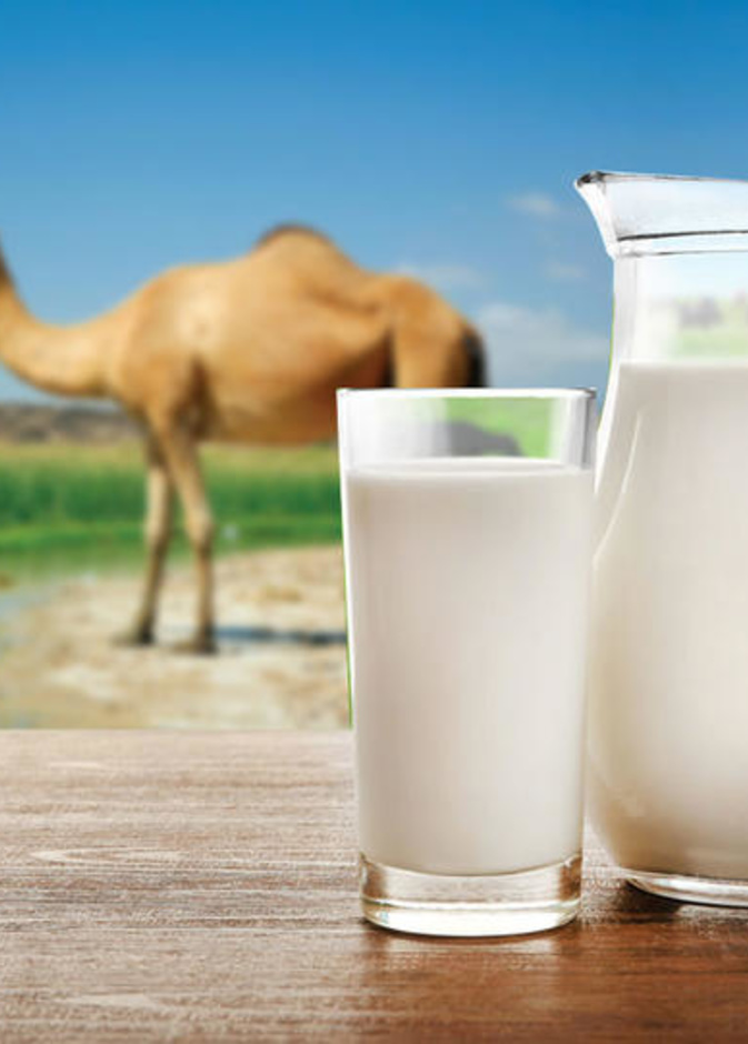 رئيسية فوائد حليب الإبل الصحية