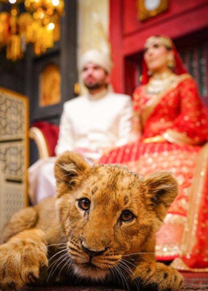 انتقادات لعروسين باكستانيين بسبب استخدامهما لأسد صغير في جلسة تصوير