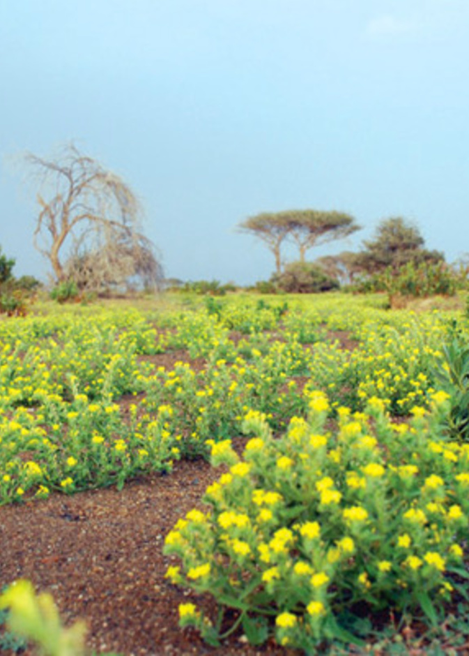 محمية البردي وجهة مثالية لعشاق الطبيعة
