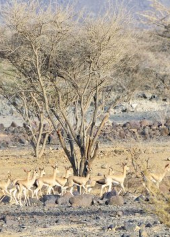 سحر الطبيعة الخلابة في محمية الحفية الطبيعية